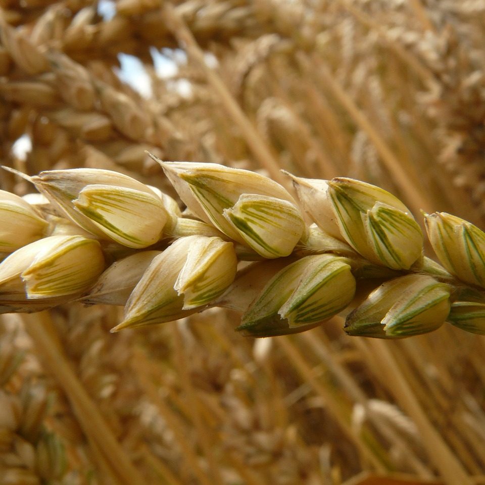 spike, wheat, cereals